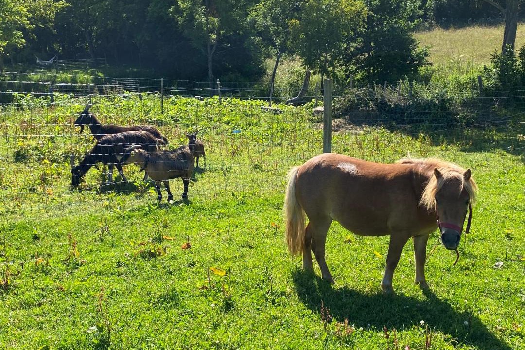 Photo of Others in Saint-Sauveur-Lendelin