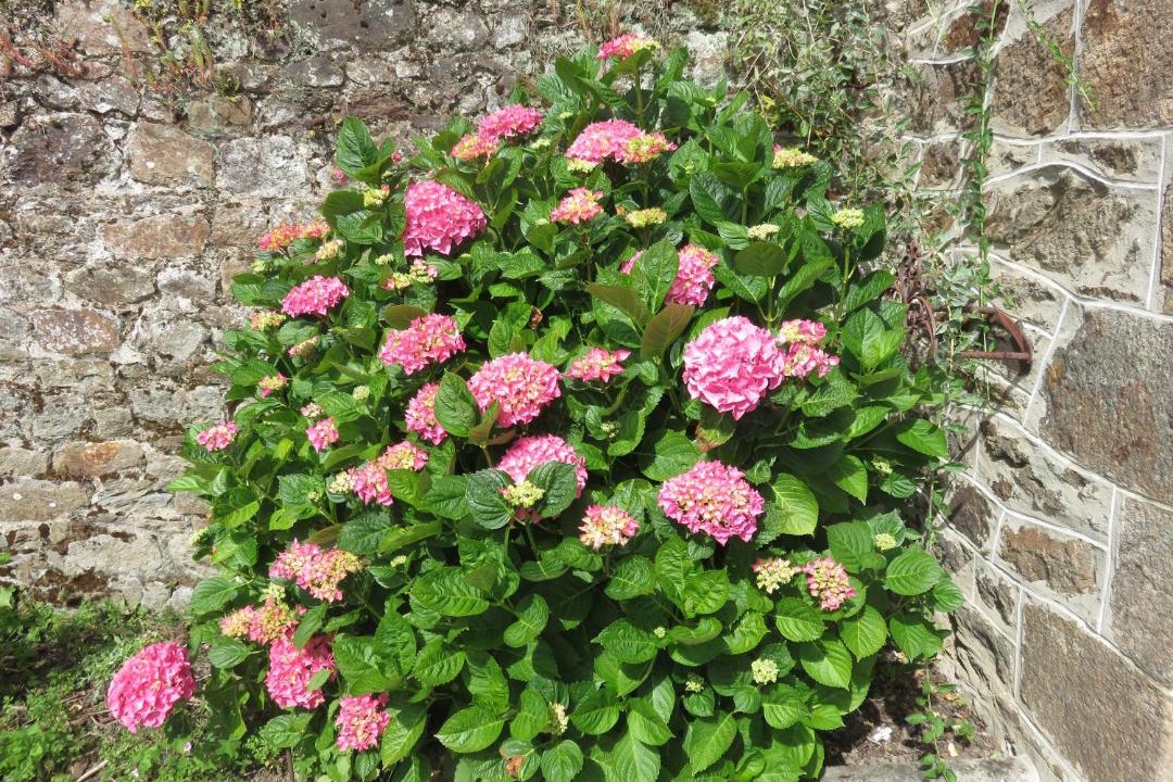 Photo of Others in Pleudihen-sur-Rance