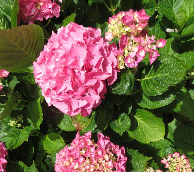 Photo of Others in Pleudihen-sur-Rance