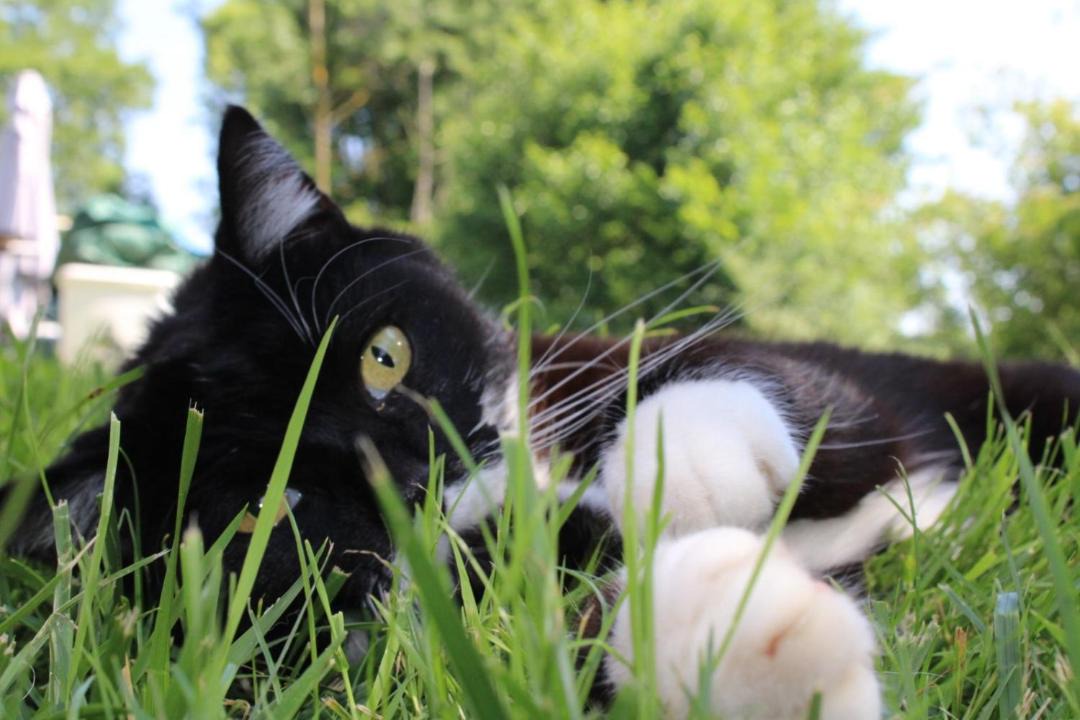 Photo of Others in Courchavon