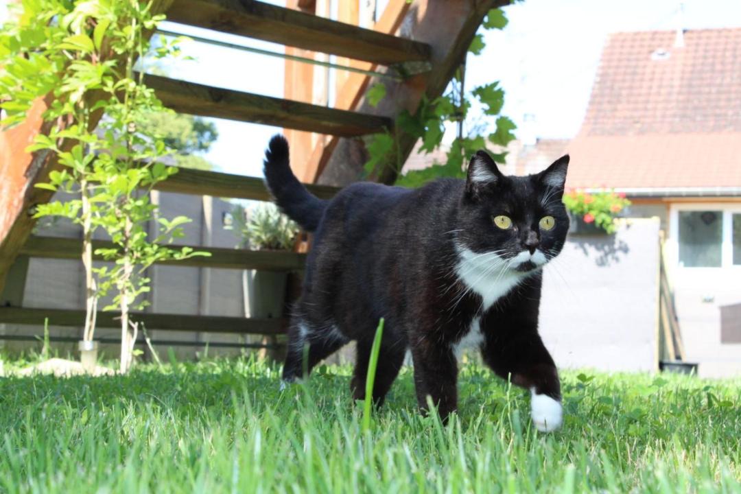 Photo of Others in Courchavon