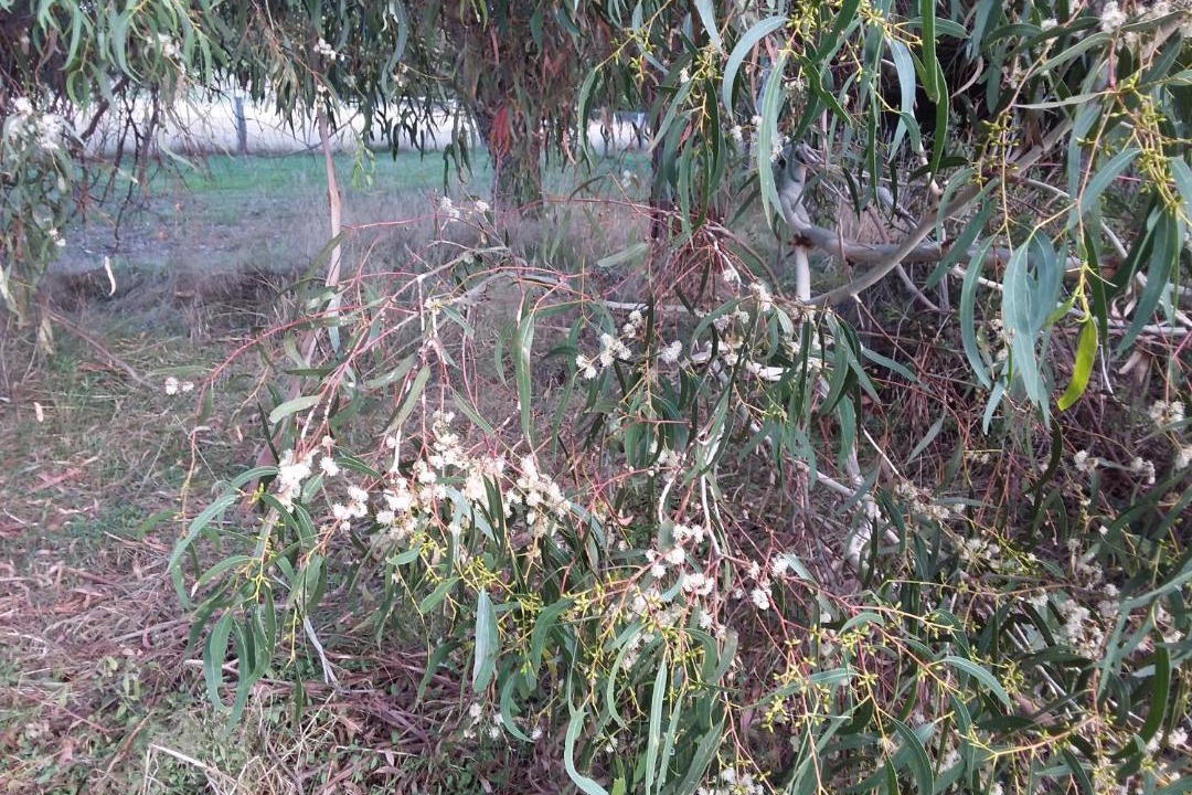 Photo of Others in Woodend North