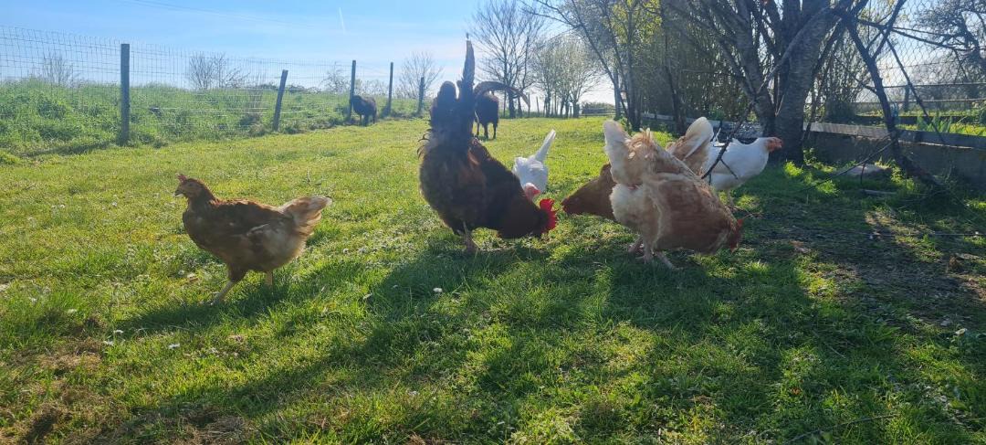 Photo of Others in Mauleon