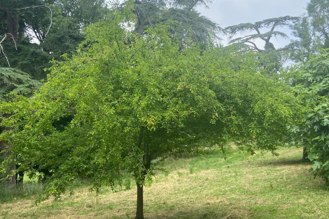 Photo of Others in Plaisance