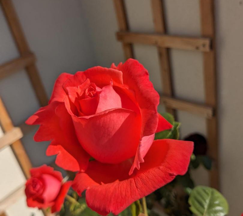 Photo of Others in Scawton