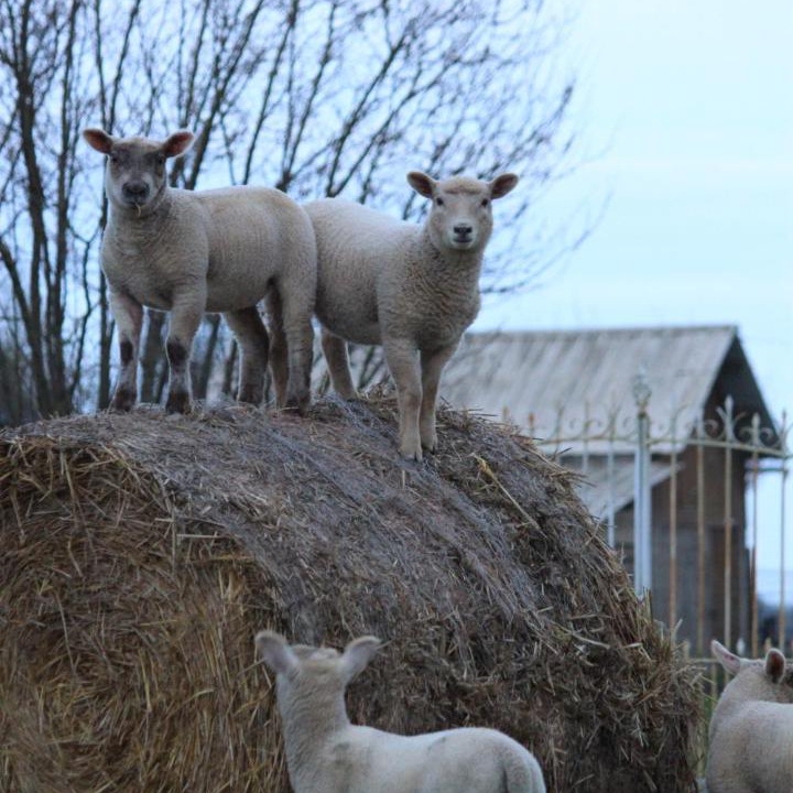 Photo of Others in Capelle-les-Grands