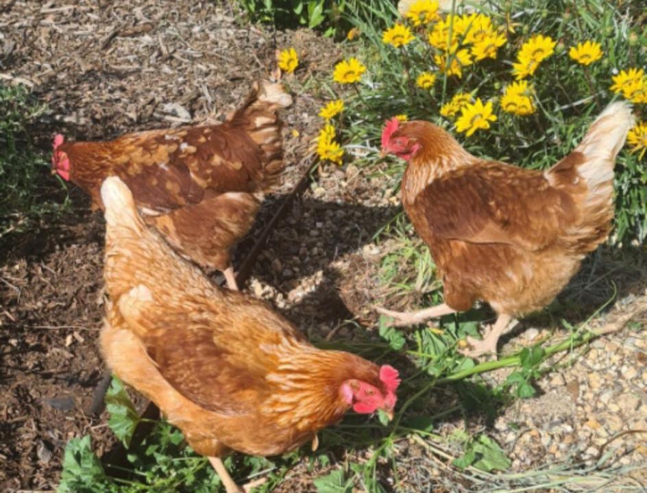 Photo of Others in Castlemaine