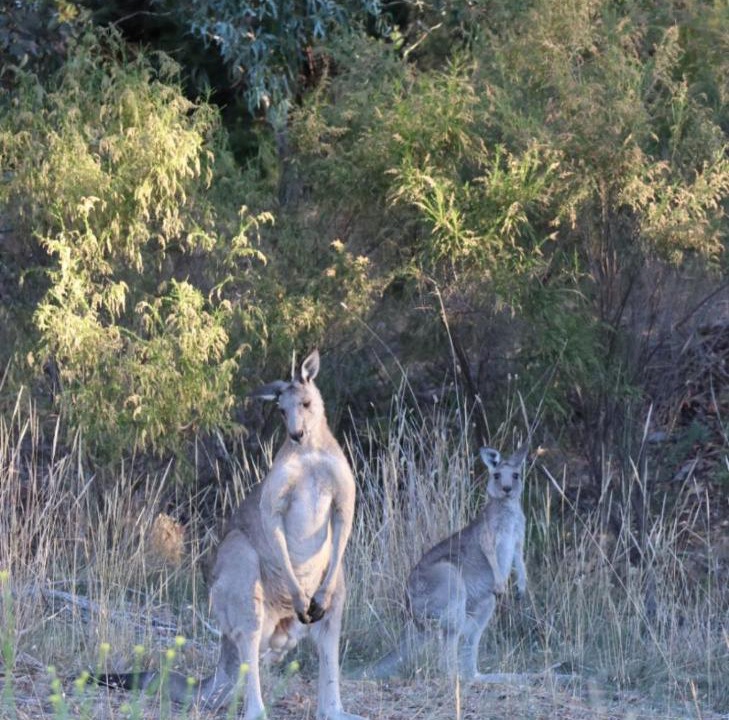 Photo of Others in Castlemaine
