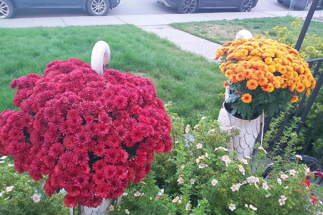 Photo of Others in Killarney