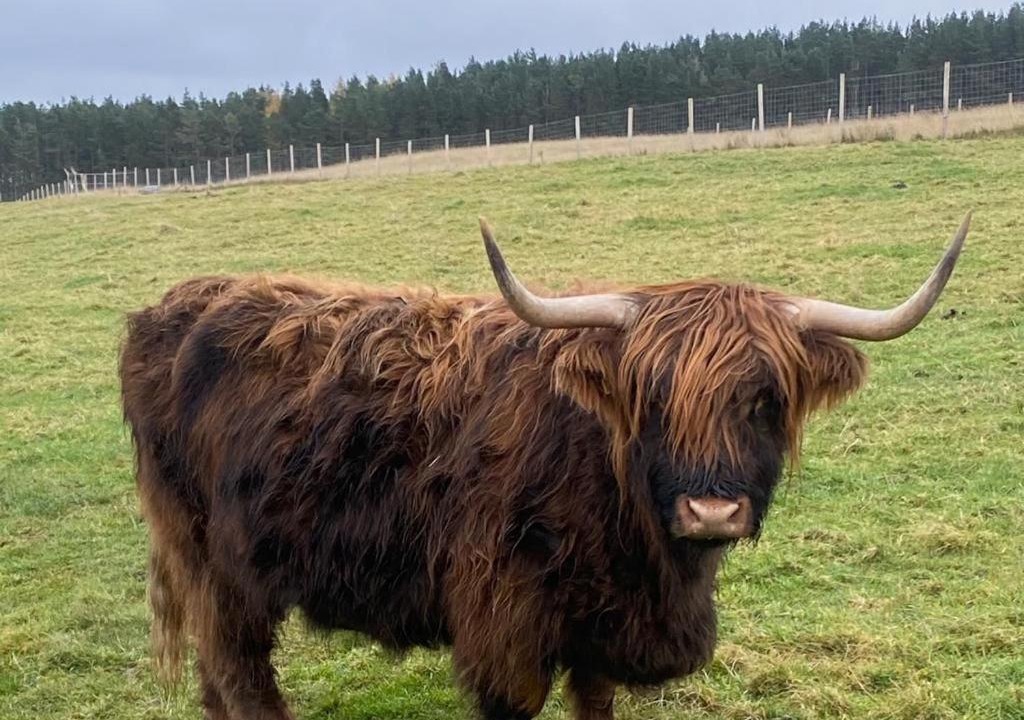 Photo of Others in Forres