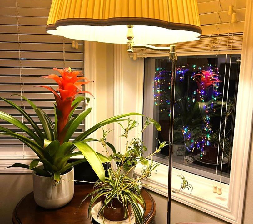 Photo of Others in Killarney