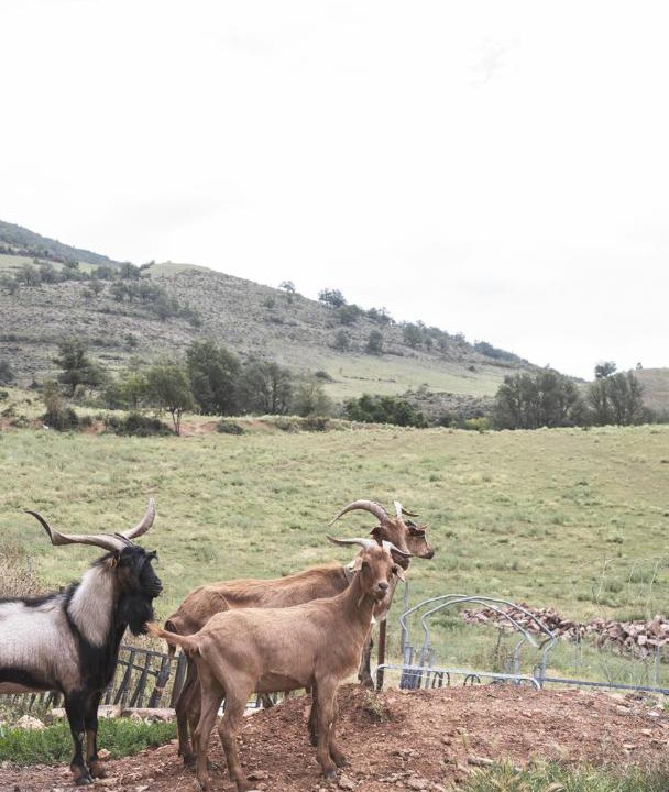Photo of Others in Zorraquin