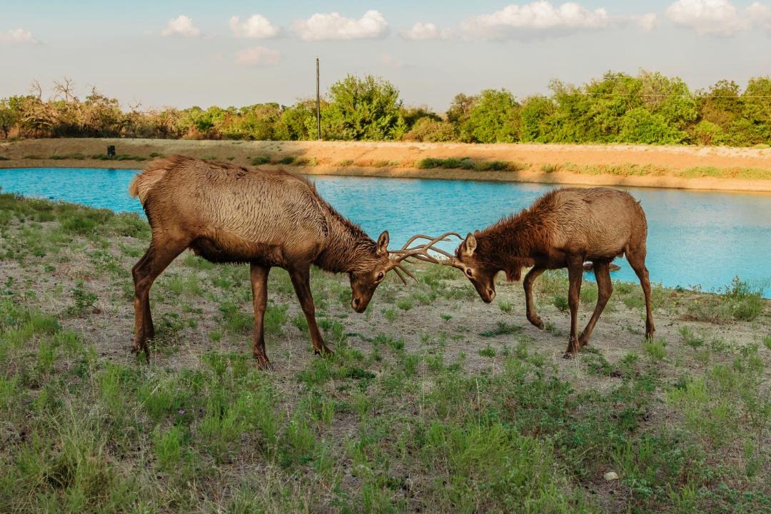 Photo of Others in Springtown