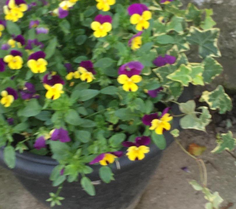 Photo of Others in Easterside