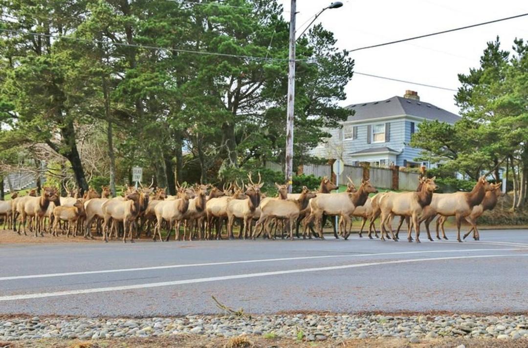 Photo of Others in Gearhart