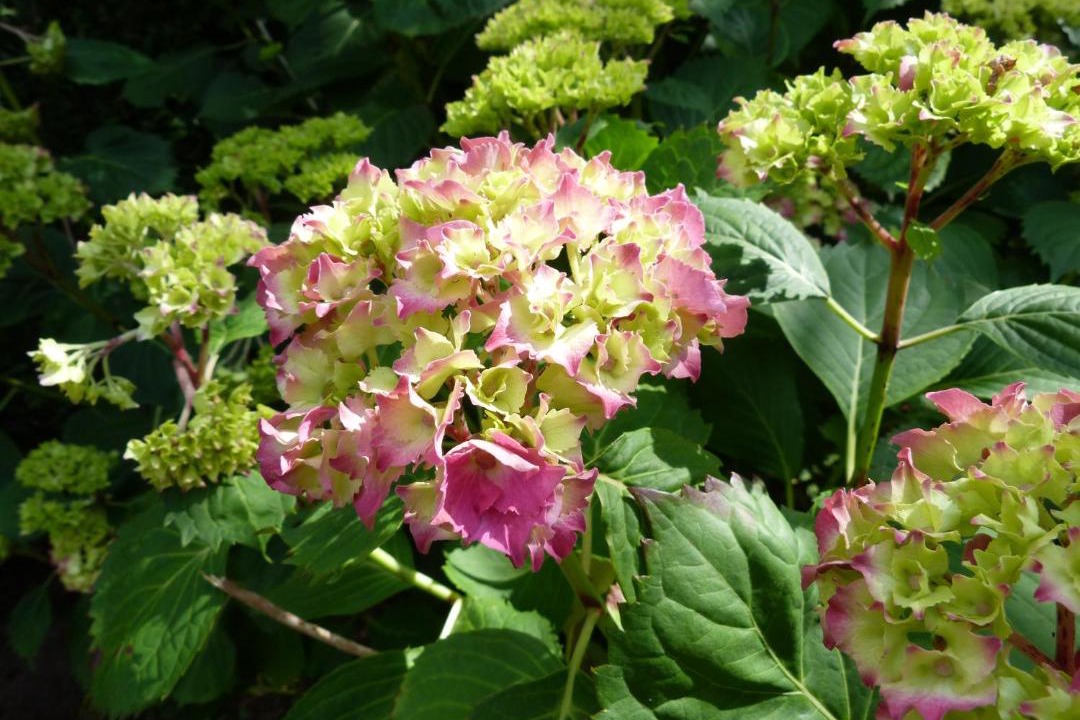 Photo of Others in Faubourg de Bethune