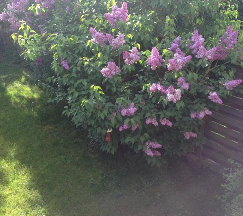 Photo of Outdoor in Faubourg de Bethune