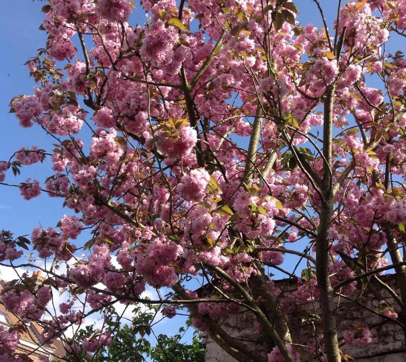 Photo of Others in Faubourg de Bethune