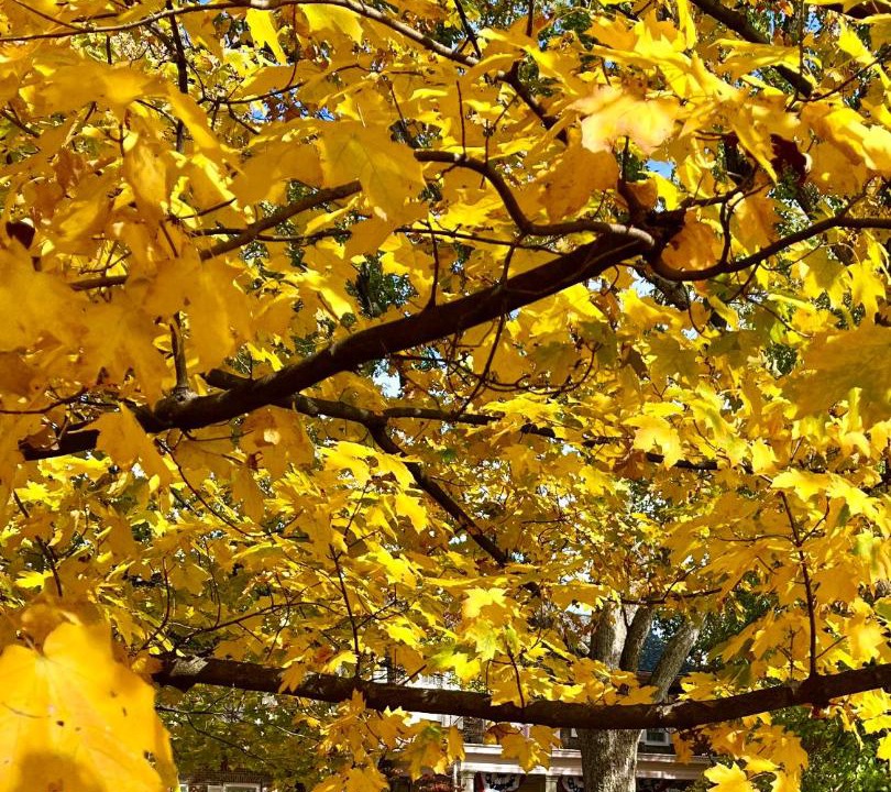 Photo of Others in Versailles