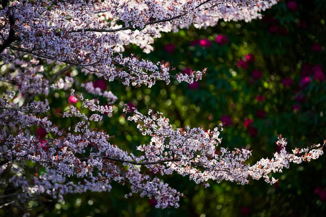 Photo of Others in Mount Wilson