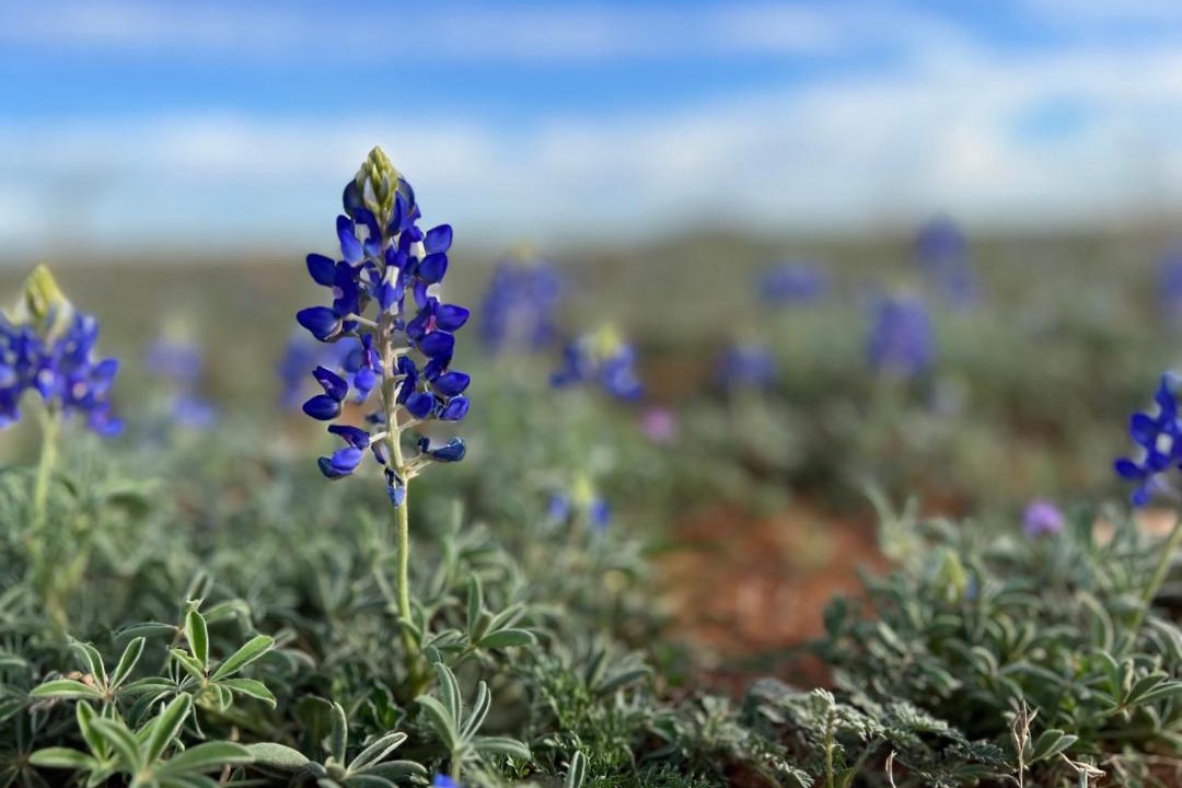 Photo of Others in Llano