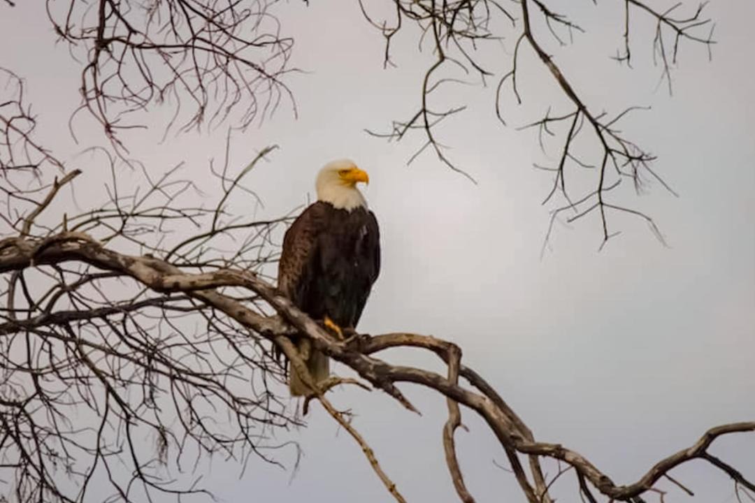 Photo of Others in Erlands Point-Kitsap Lake