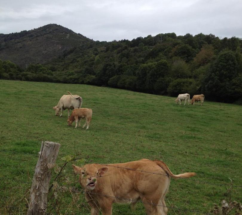Photo of Others in Viscarret-Guerendiain