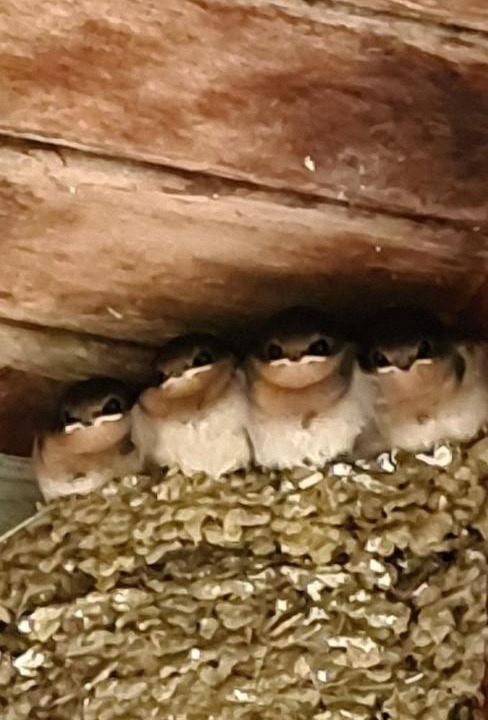 Photo of Others in Cabbage Tree Creek