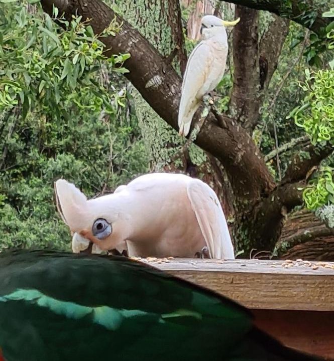 Photo of Others in Cabbage Tree Creek