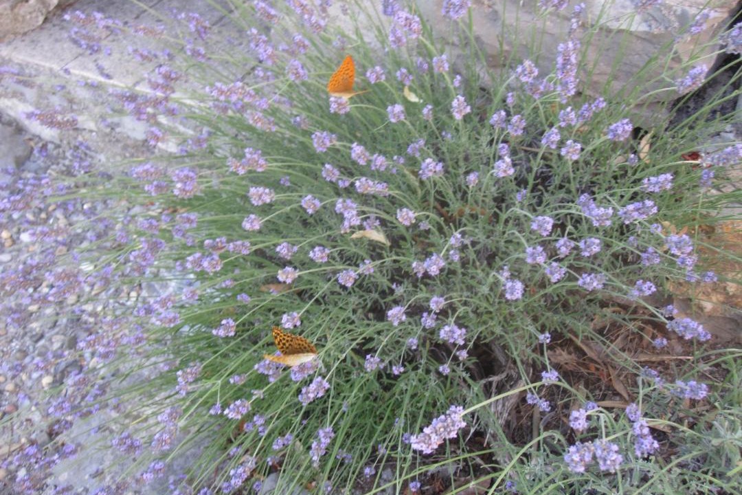 Photo of Others in Les Vans