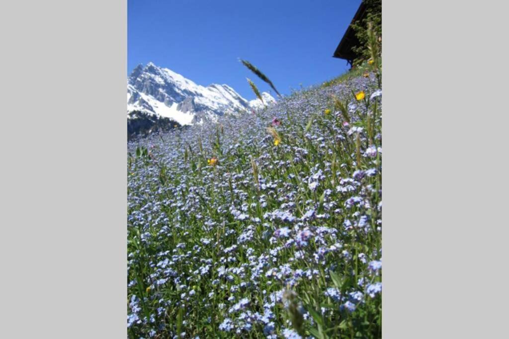 Photo of Others in Gimmelwald