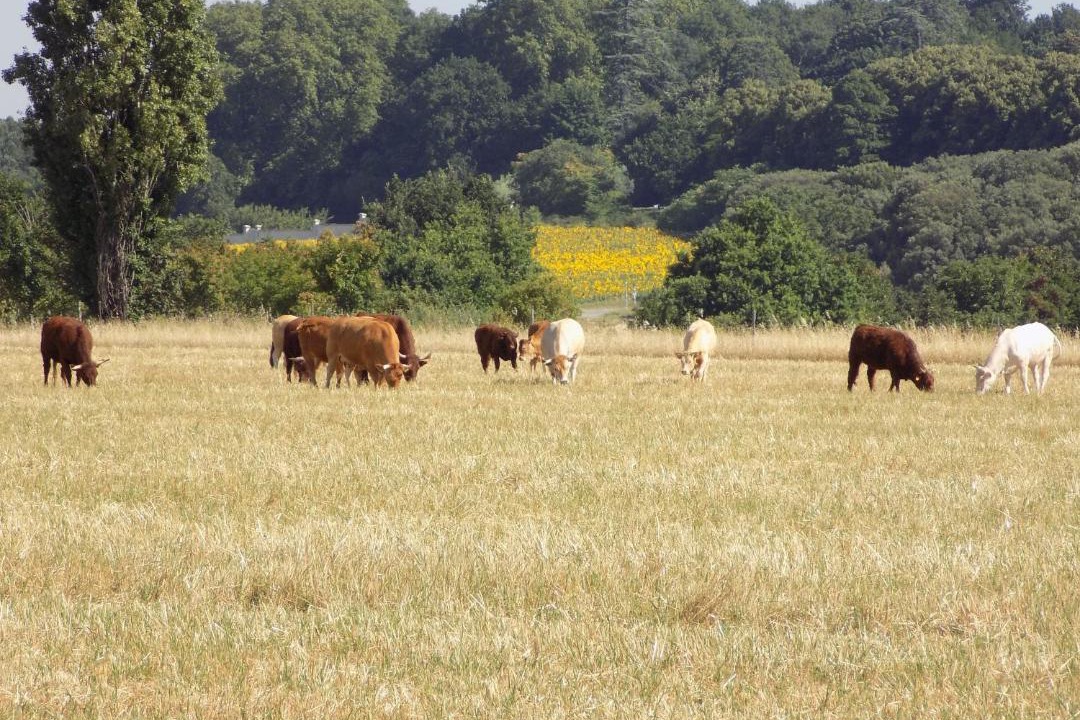 Photo of Others in Bourg-les-Valence