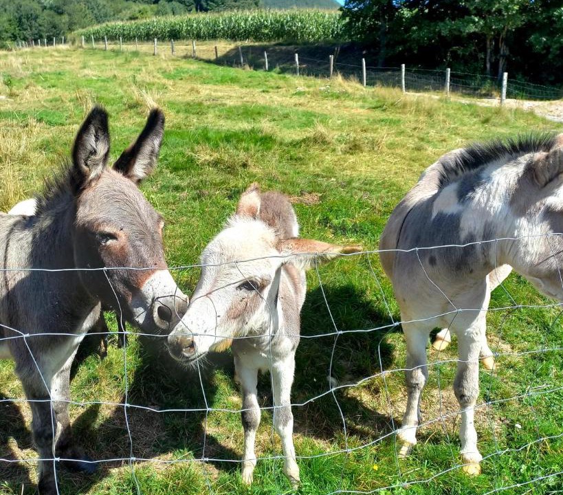 Photo of Others in La Chapelle-devant-Bruyeres