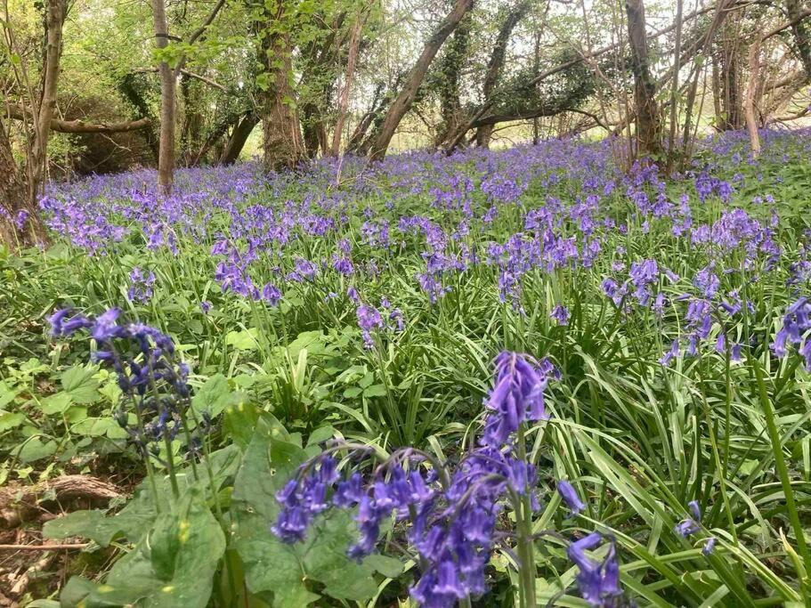 Photo of Outdoor in West Meon
