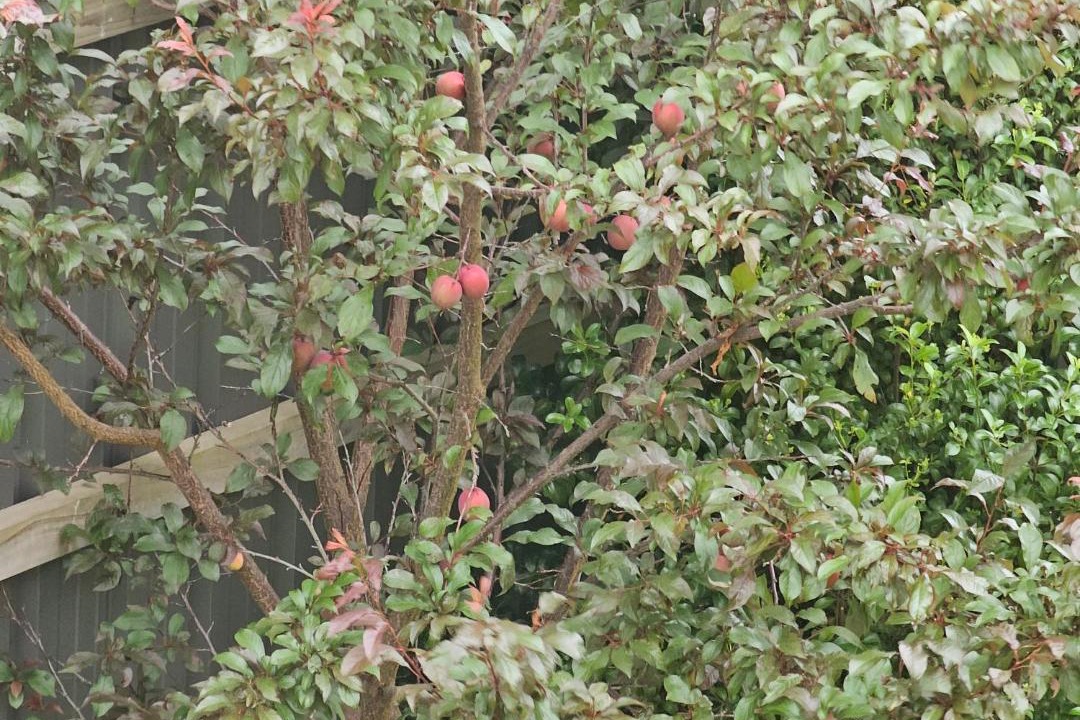 Photo of Others in Botanic Ridge