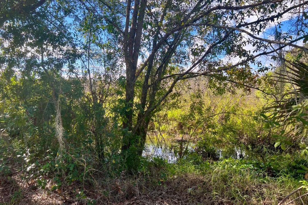 Photo of Others in Lake Alfred