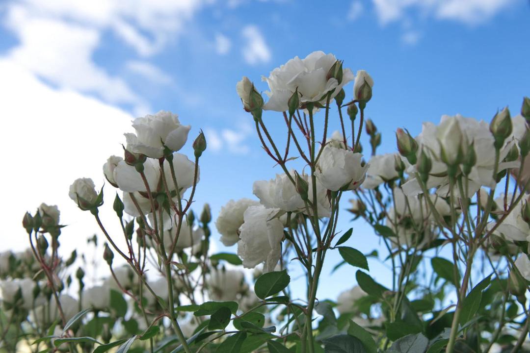 Photo of Outdoor in Ashburton