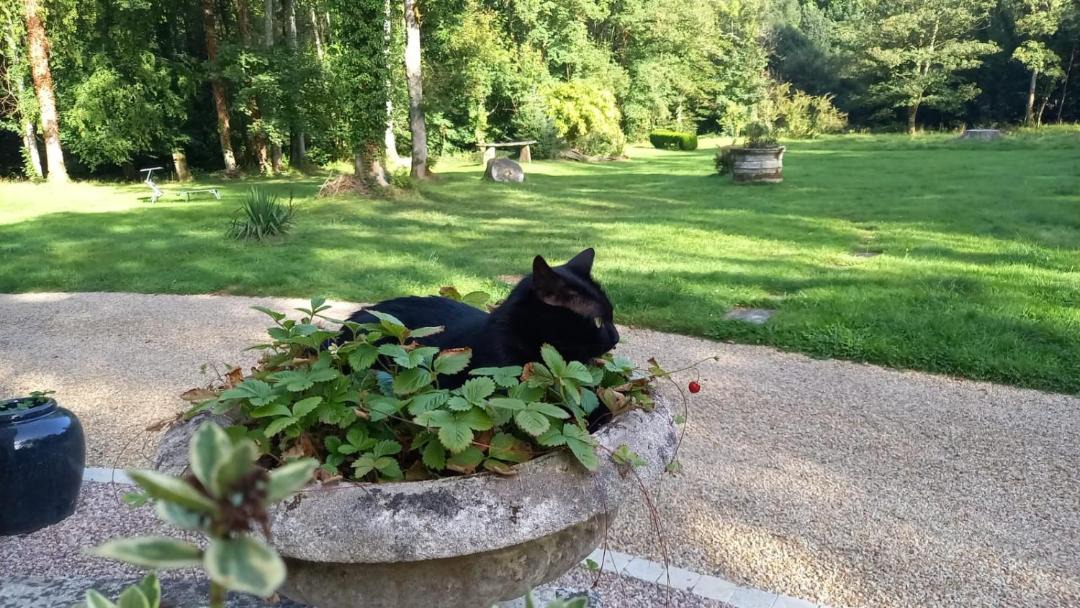 Photo of Others in Pleyber-Christ