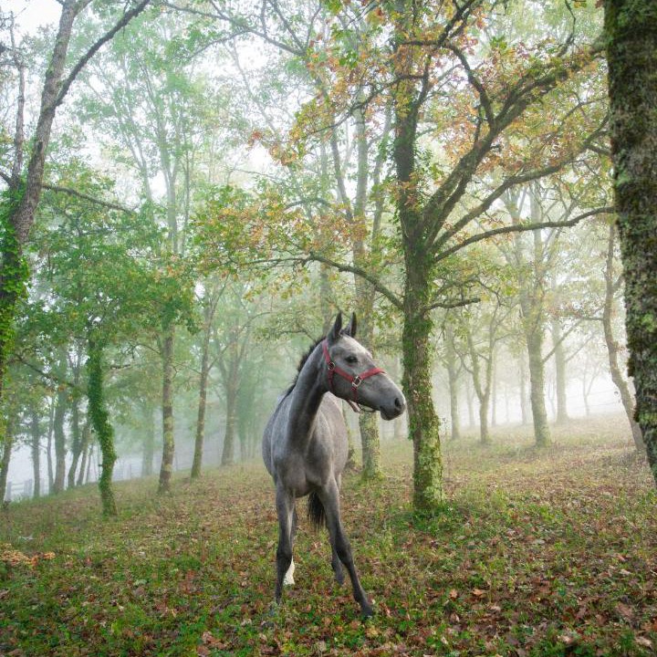 Photo of Others in Auriac-du-Perigord