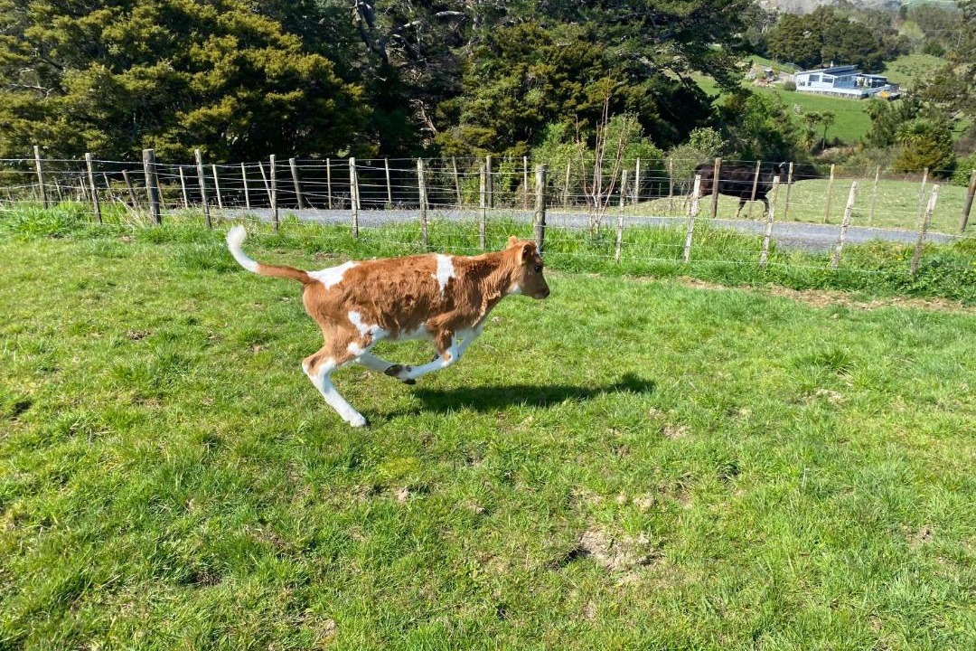 Photo of Others in Waimauku