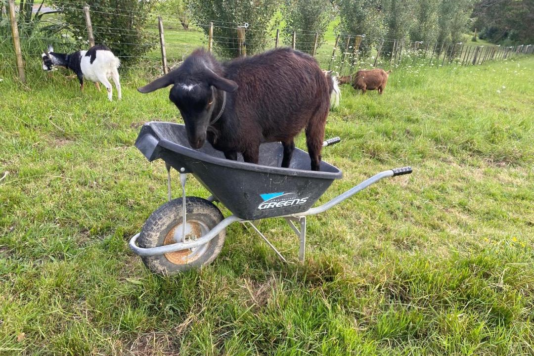 Photo of Others in Waimauku