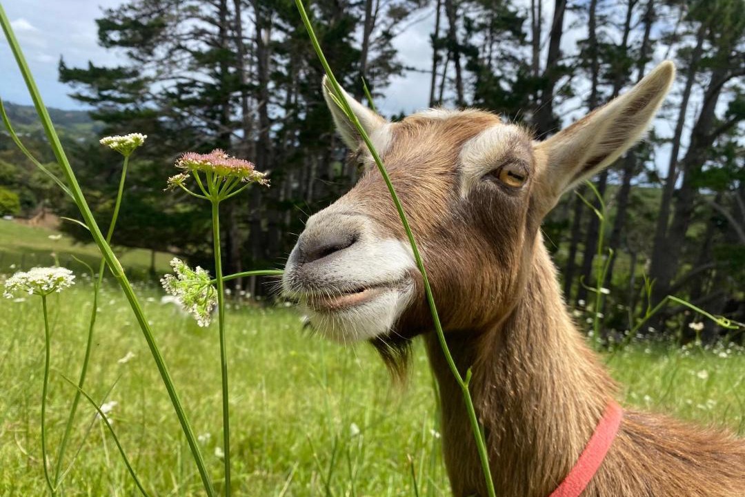 Photo of Others in Waimauku