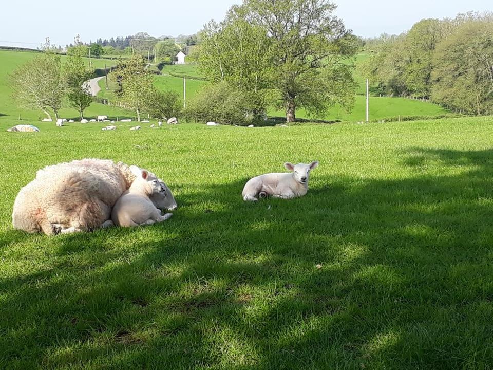 Photo of Others in Callow