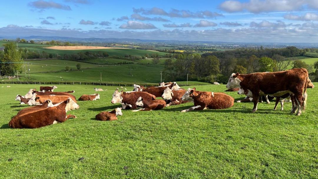 Photo of Others in Callow