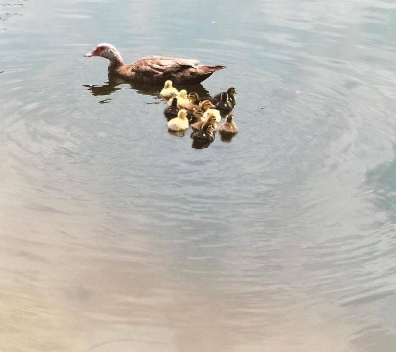 Photo of Others in La Roche-Maurice