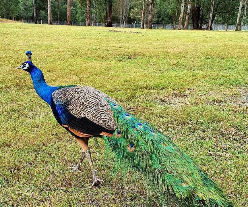 Photo of Others in Tamborine