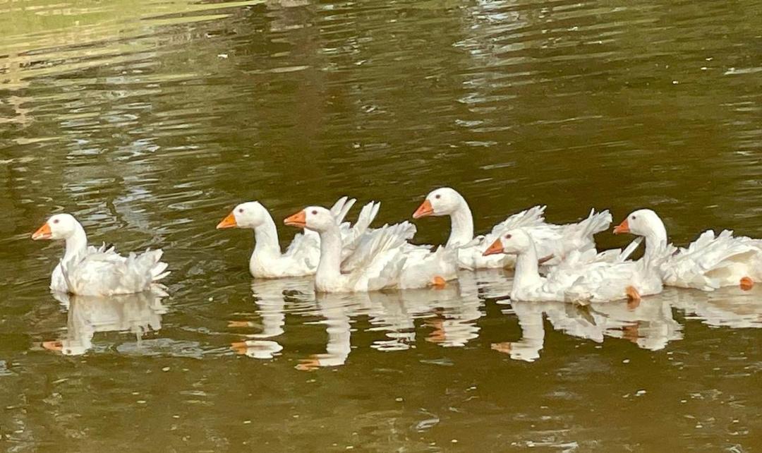 Photo of Others in Deville