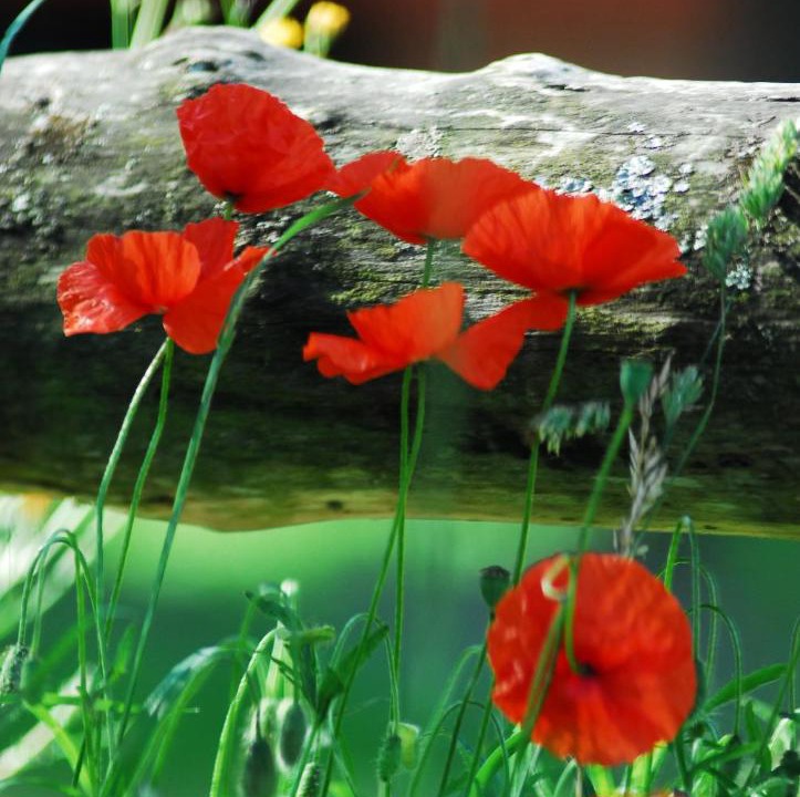 Photo of Others in Longue-Jumelles