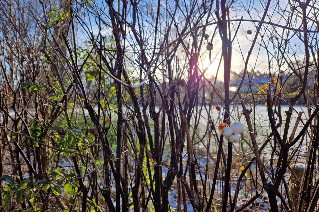Photo of Others in Silkeborg