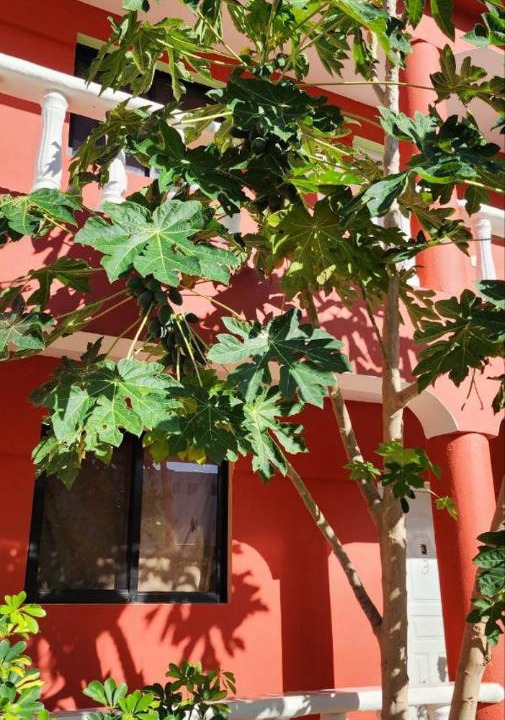 Photo of Others in Punta Rucia